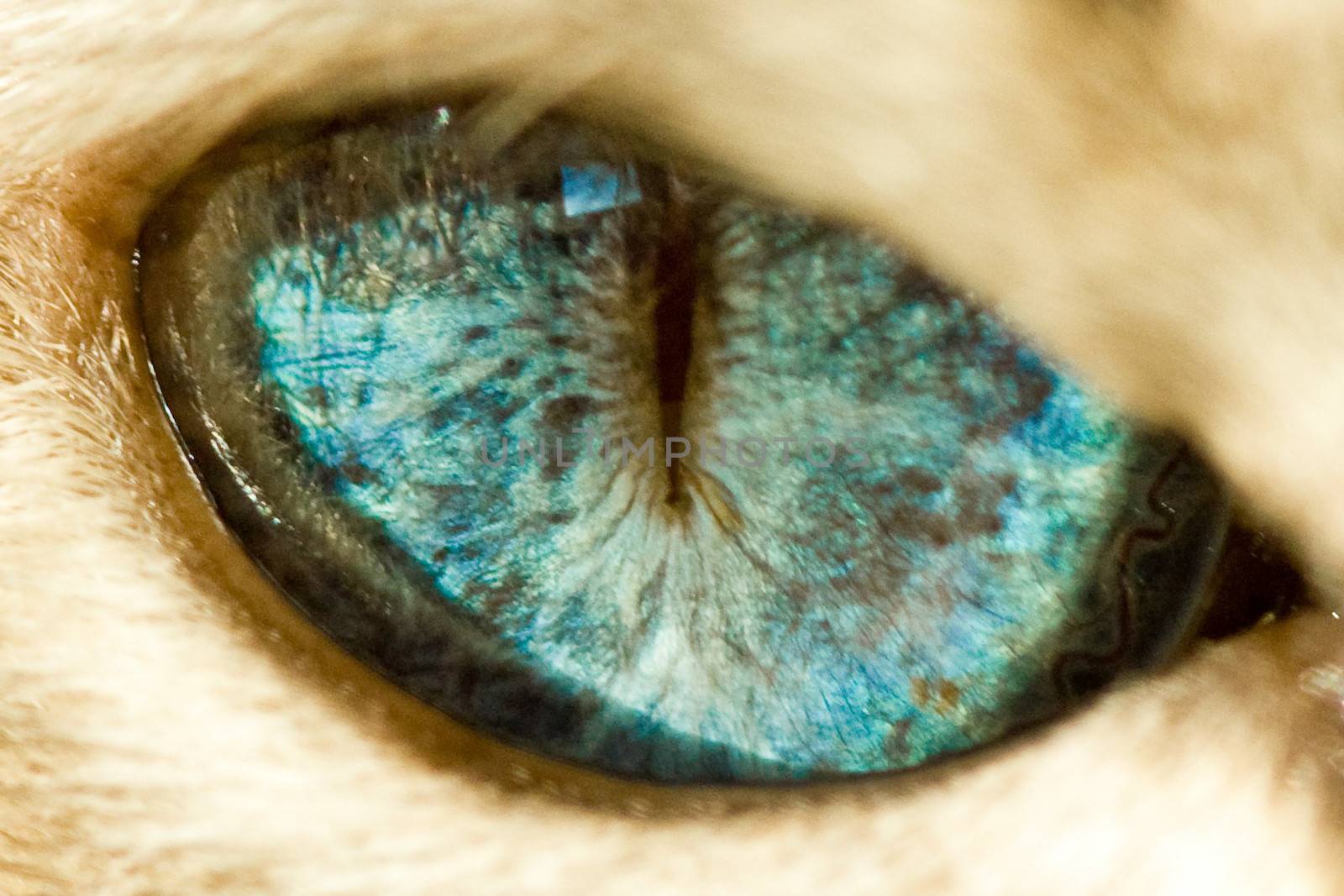 The blue eye of a cat.