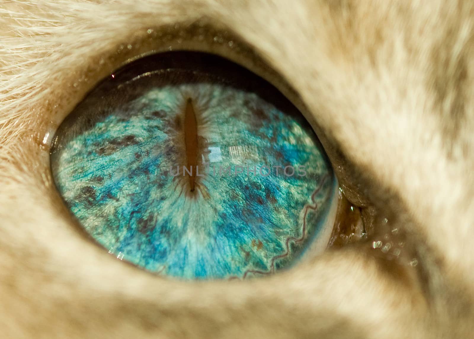 The blue eye of a white cat.