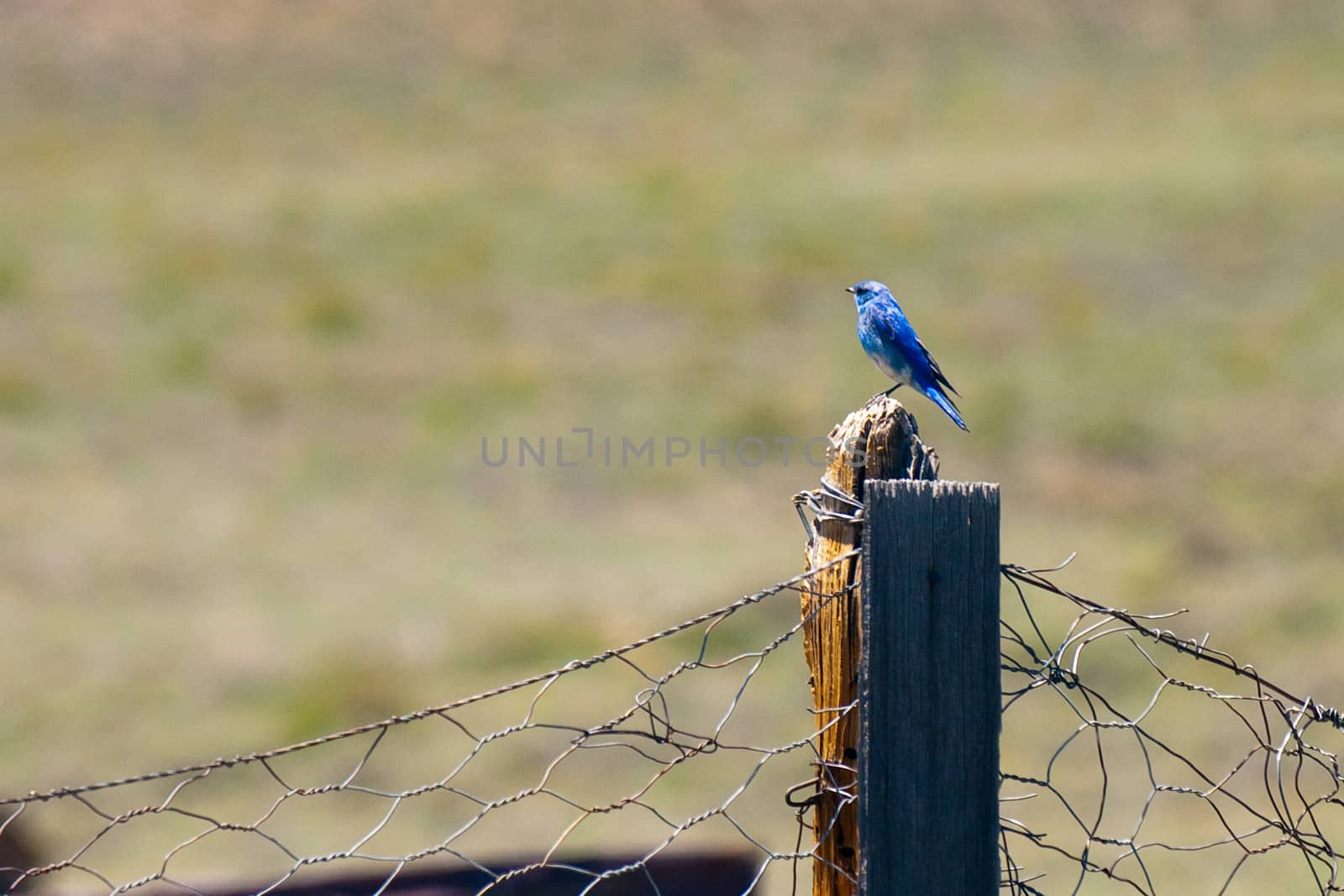 Bluebird perching on wooden post by CelsoDiniz
