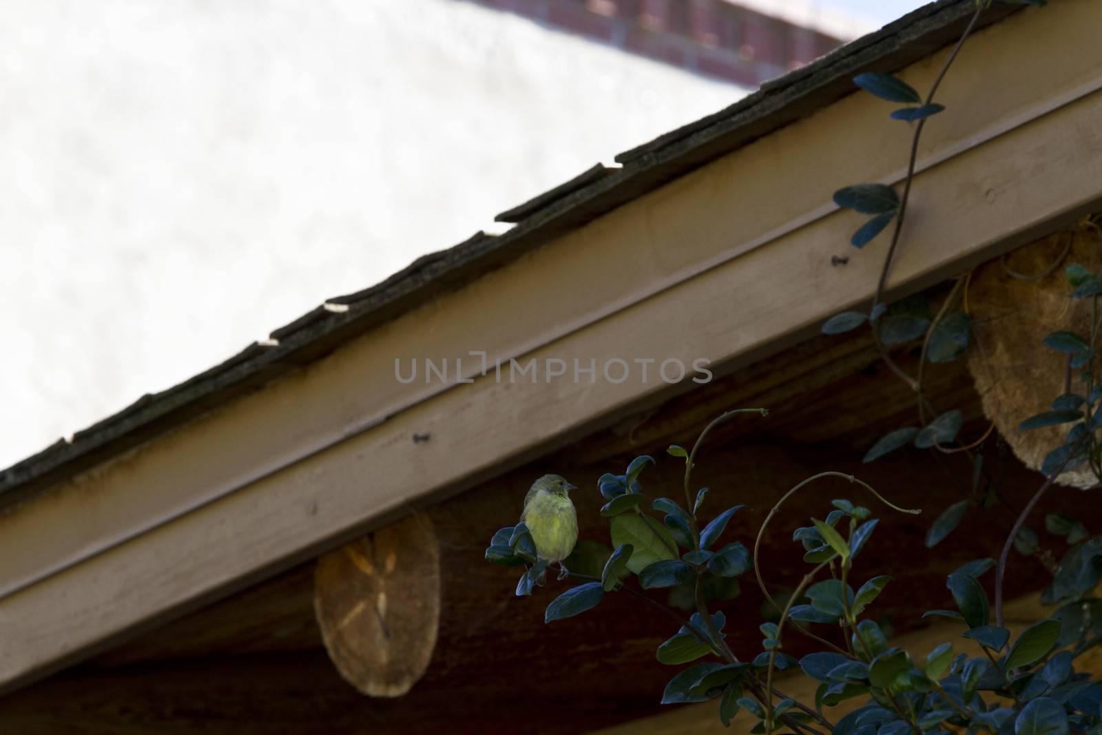 Tiny finch rests on green perch of Southwestern porch's viga rafters on chilly winter morning in Tucson's Sonoran Desert.  Bird watching is a popular tourist attraction and activity in southeast Arizona. White copy space above interesting angles of roof line.  