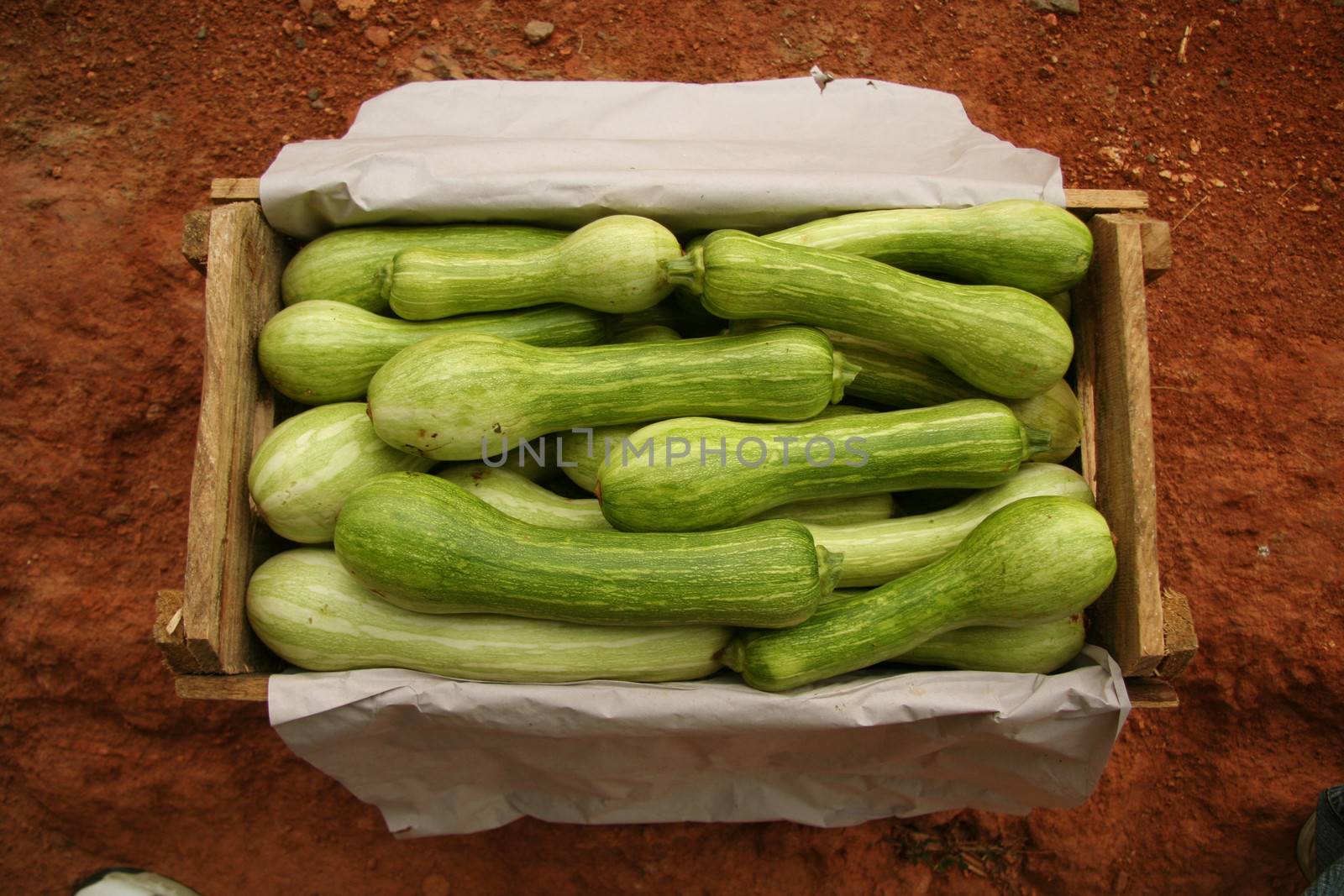 A box filled with summer squashes.