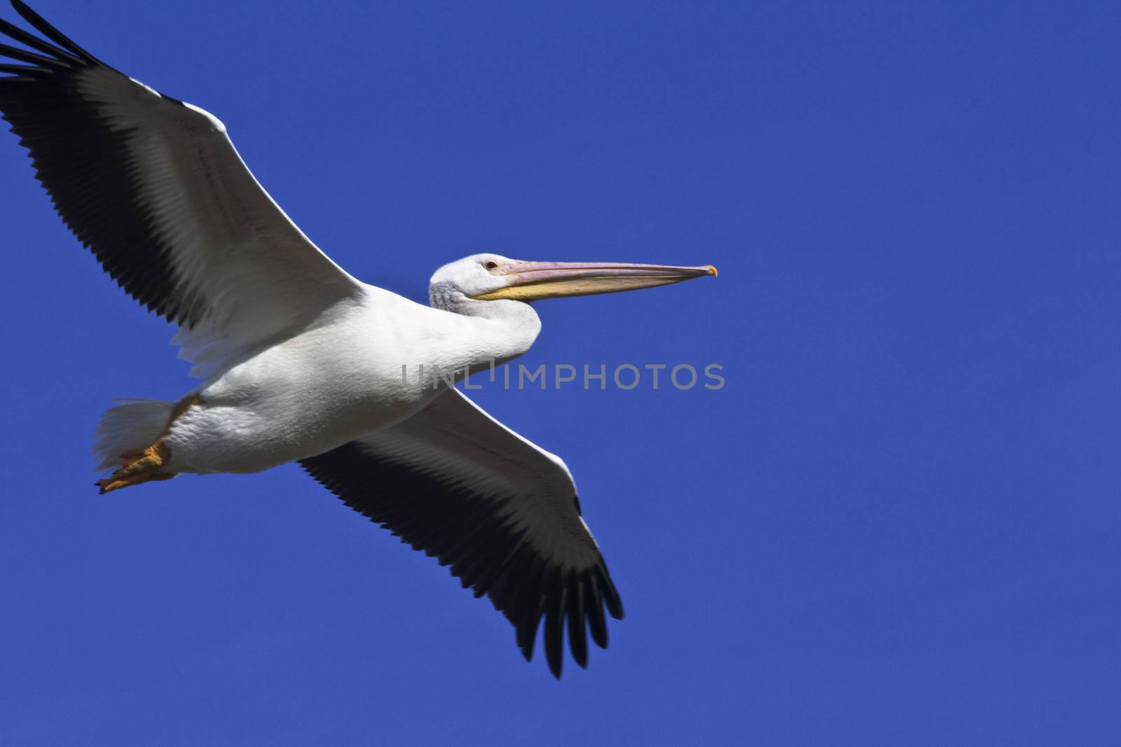 An American White Pelican, Pelecanus erythrorhynchos, flies across beautiful blue sky.  Flight in Arizona area known as Phoenix's West Valley, a unique birding location, especially the farming region and Lower River Road ponds where the desert region attracts water birds. 