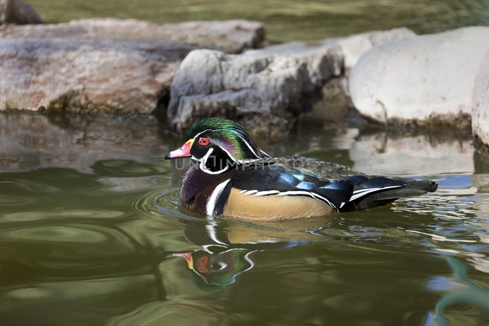 Wood duck, a species of perching duck in North America, shown with its rippling reflection in the water while paddling in pond at Reid Park Zoo in Tucson, Arizona. 