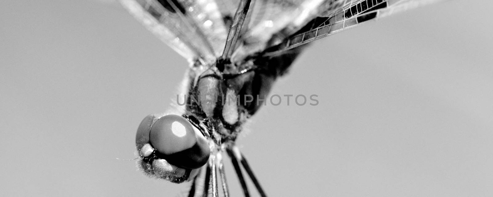 Close-up of a brown dragonfly