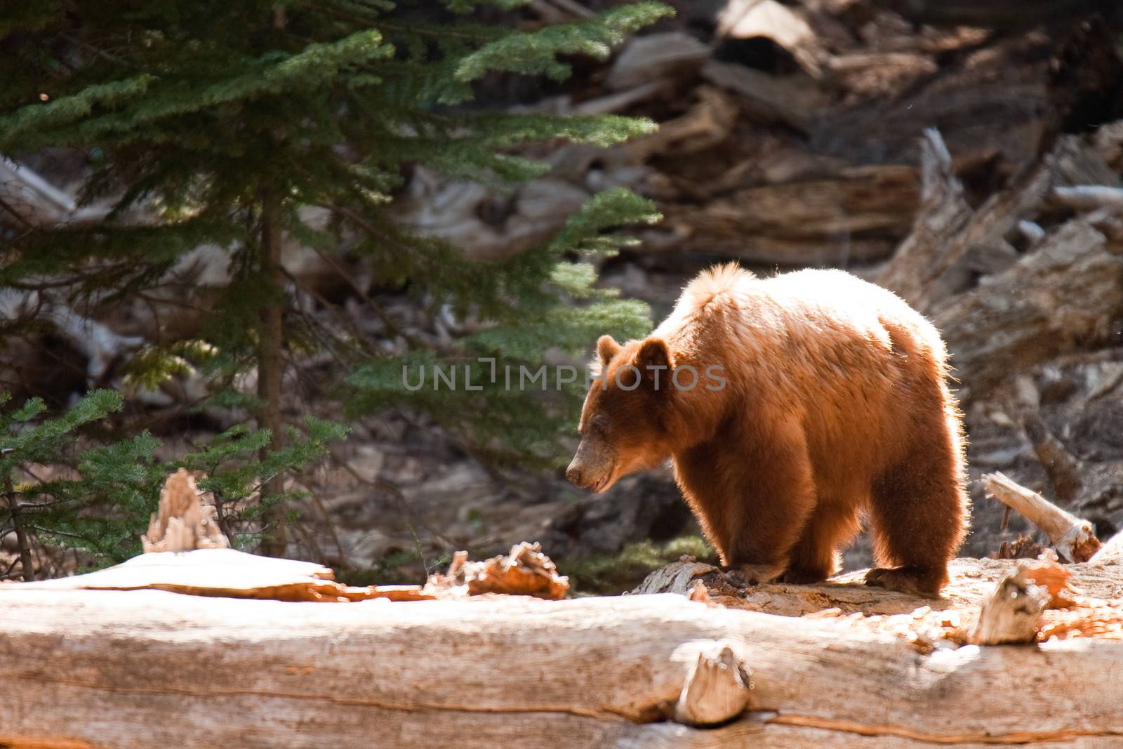 Brown bear (Ursus Arctos) in a forest, Yosemite Valley, Yosemite National Park, California, USA