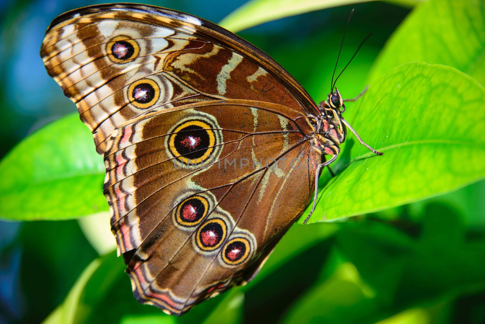Close-up of a Brown butterfly on a leaf, Key West, Monroe County, Florida, USA