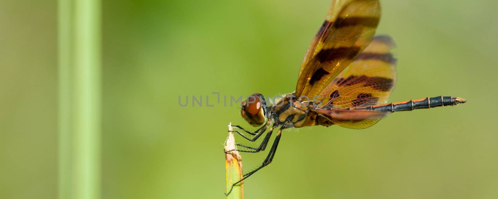 Macro side view of brown dragonfly with plant, green nature background.