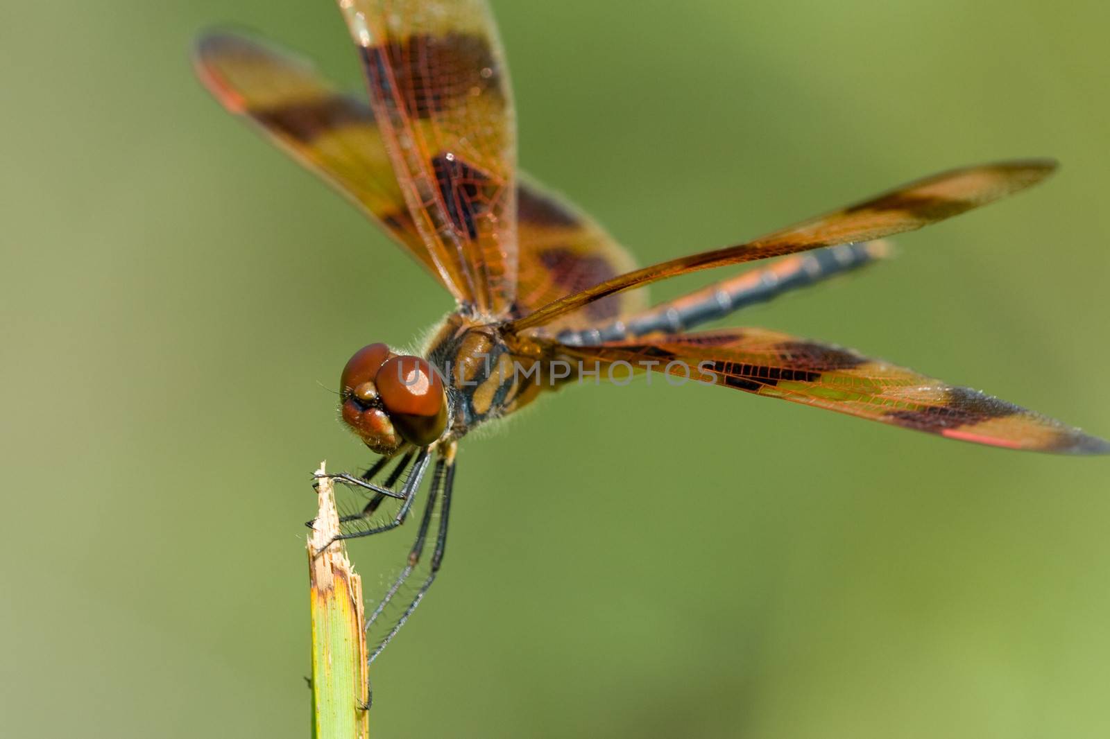 Macro view of brown dragonfly on plant with green nature background.