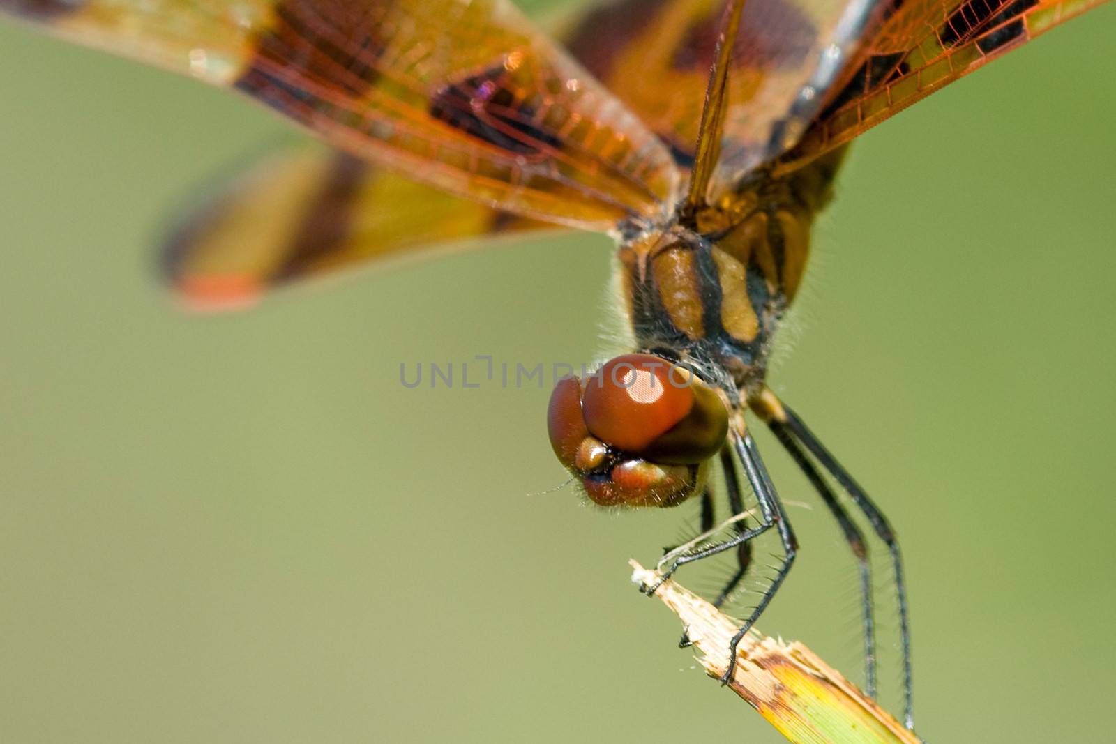 Close up of a brown dragonfly with spotted swings standing on a broken twig or branch.