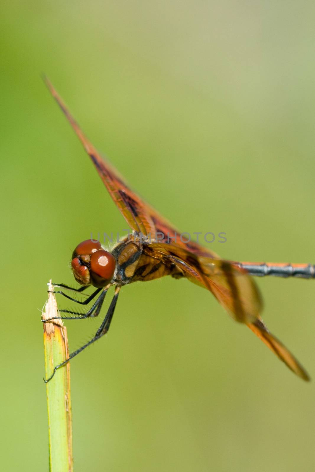 Side macro view of brown dragonfly on plant, green nature background.
