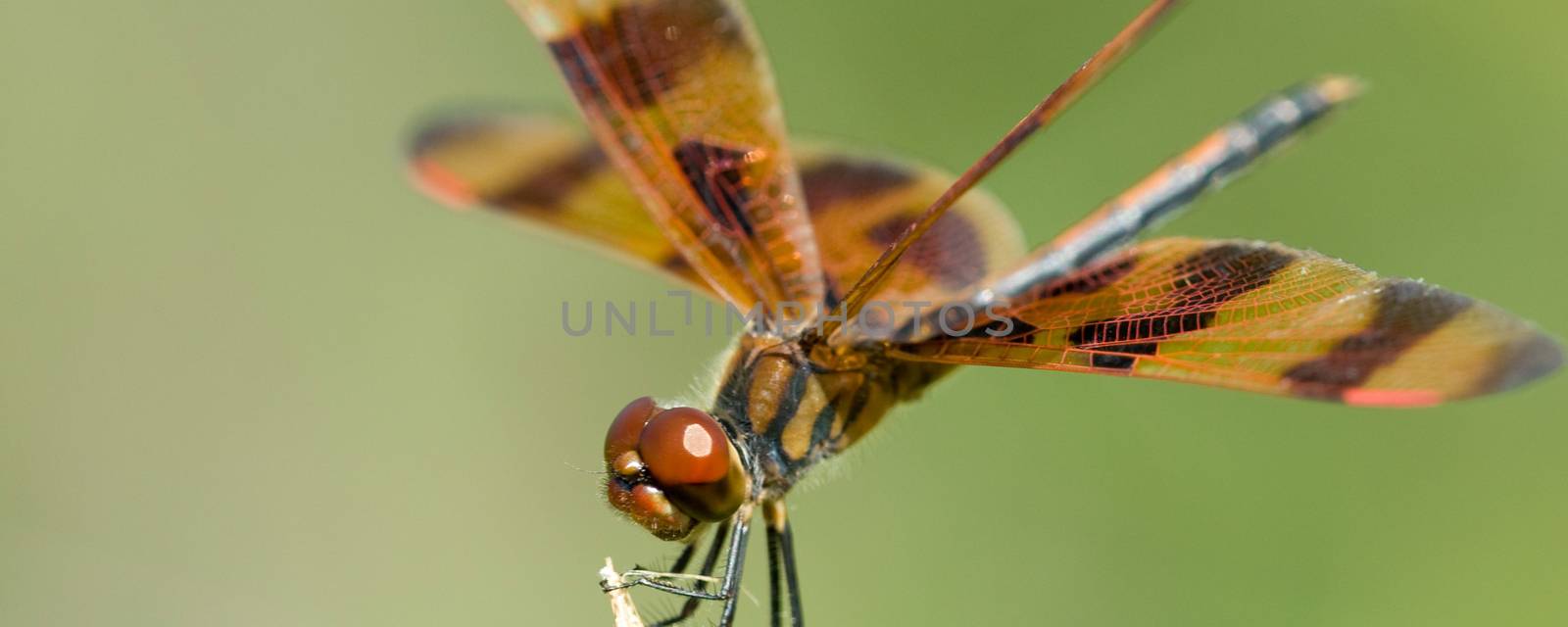 Macro view of brown dragonfly with spread wings, green nature background.