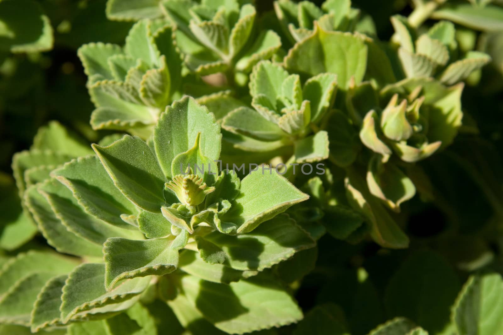 Close-up of a bunch of beautiful green leaves