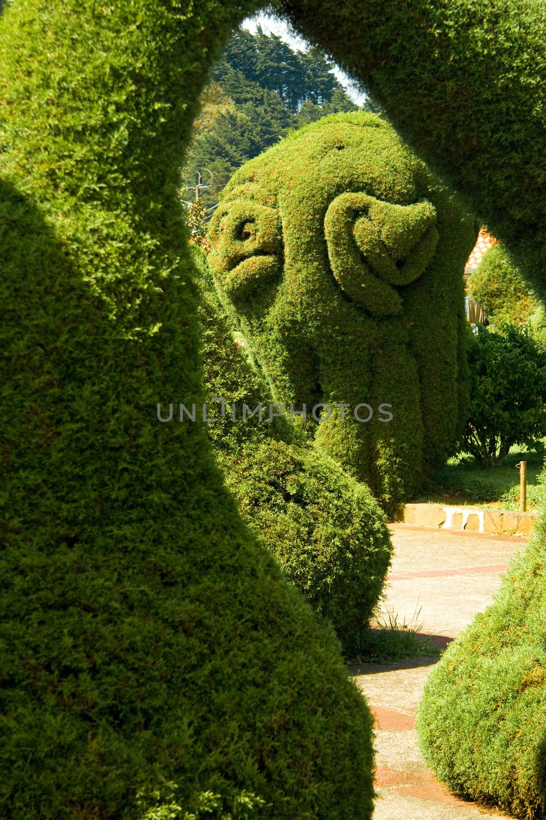 Bushes and hedges trimmed by CelsoDiniz