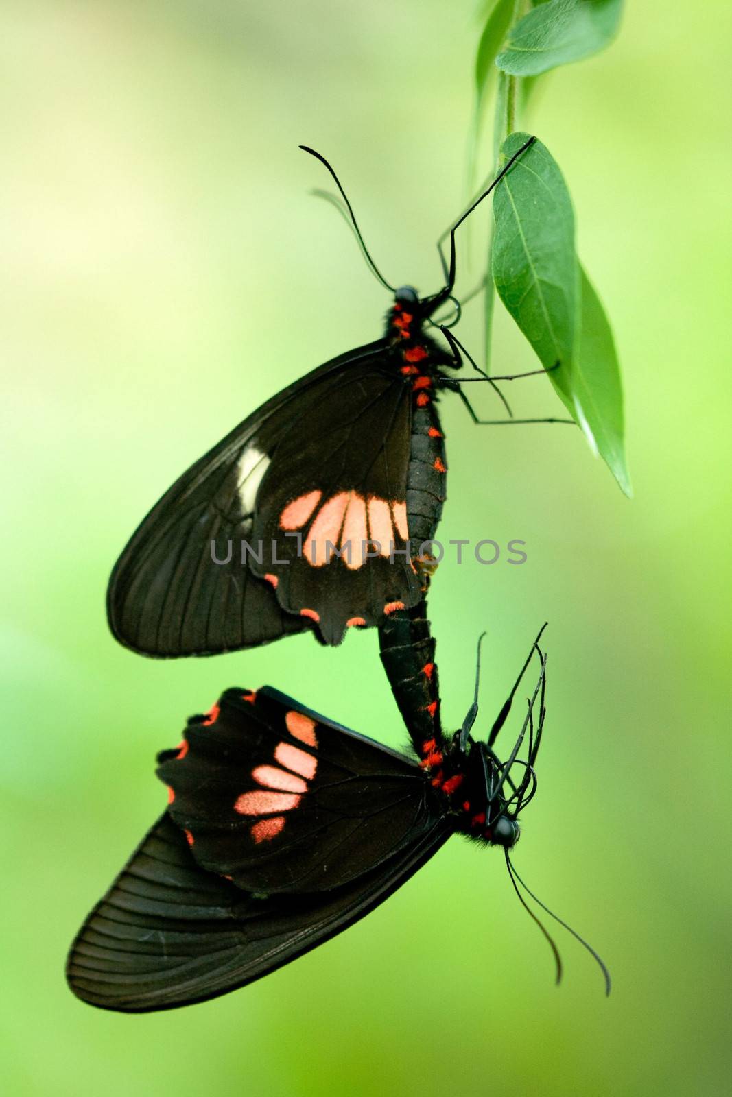 Close-up of butterflies mating