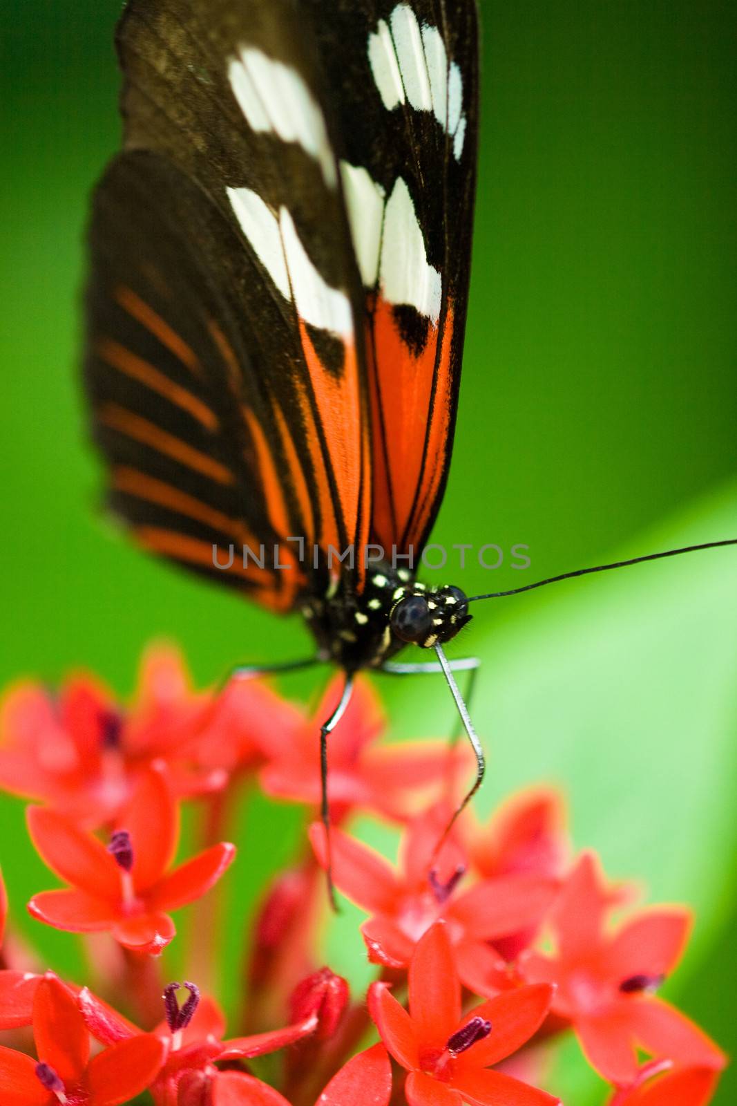 Butterfly by CelsoDiniz