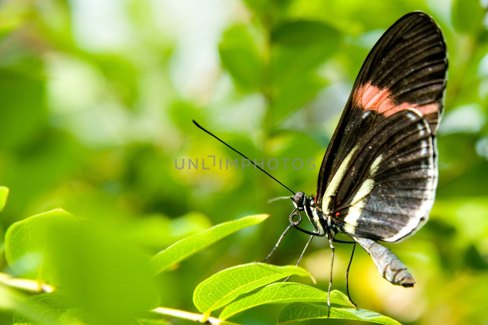 Butterfly by CelsoDiniz