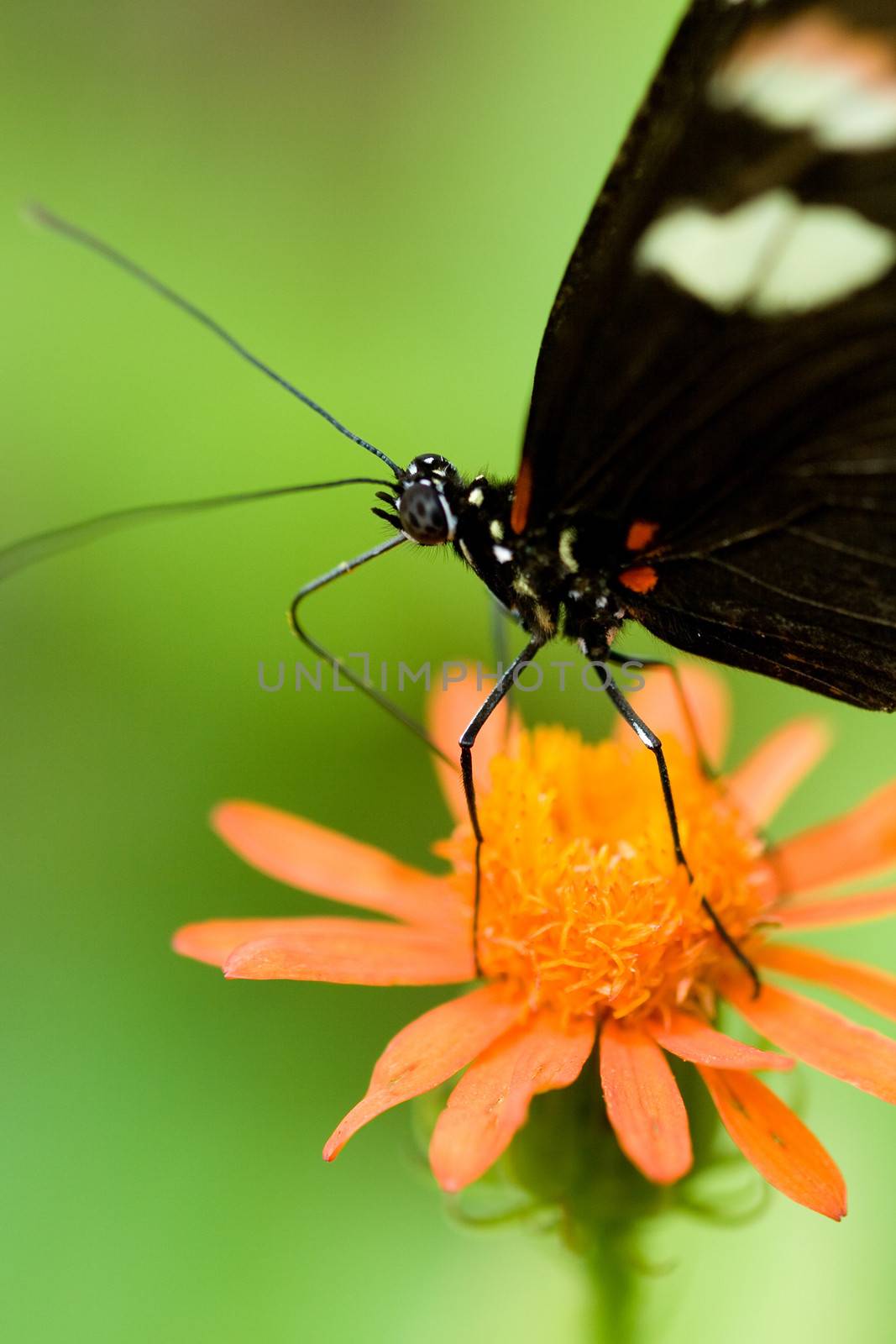 A close up of a butterfly on a flower.