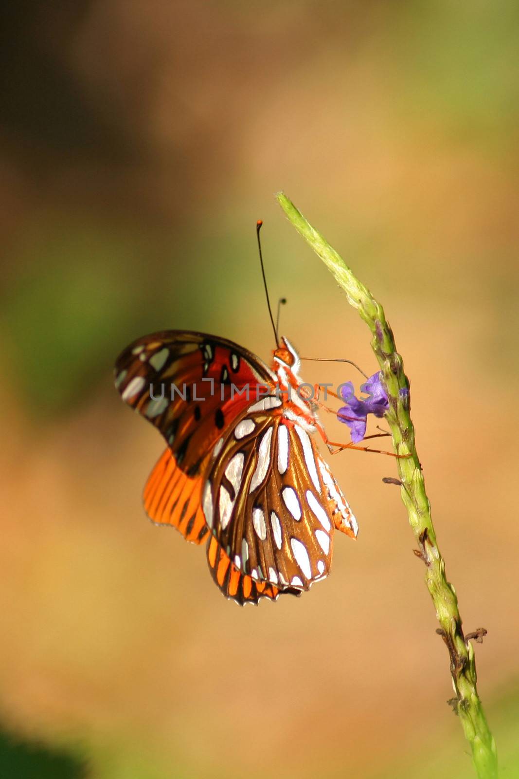 Side view of butterfly on plant, nature background.