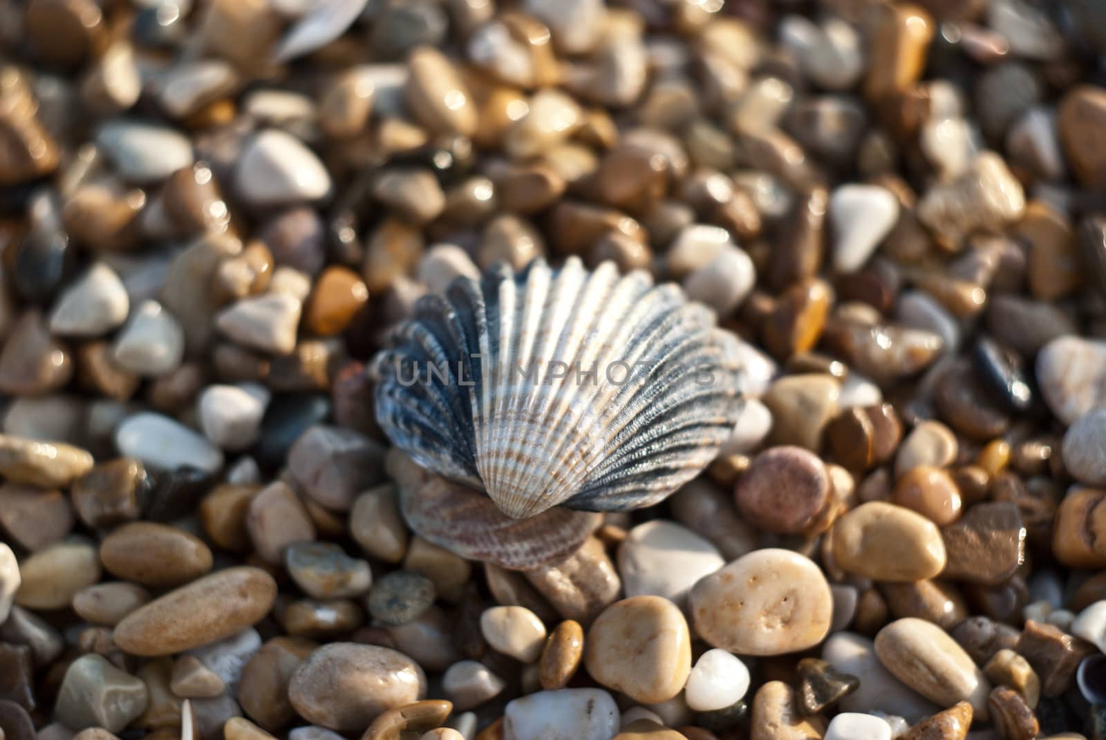 shell between sea pebbles