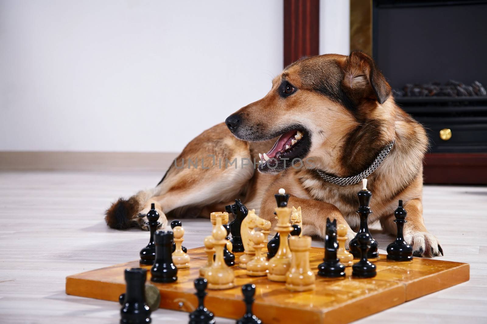 Dog and chess against a fireplace. Clever dog. Game in chess.