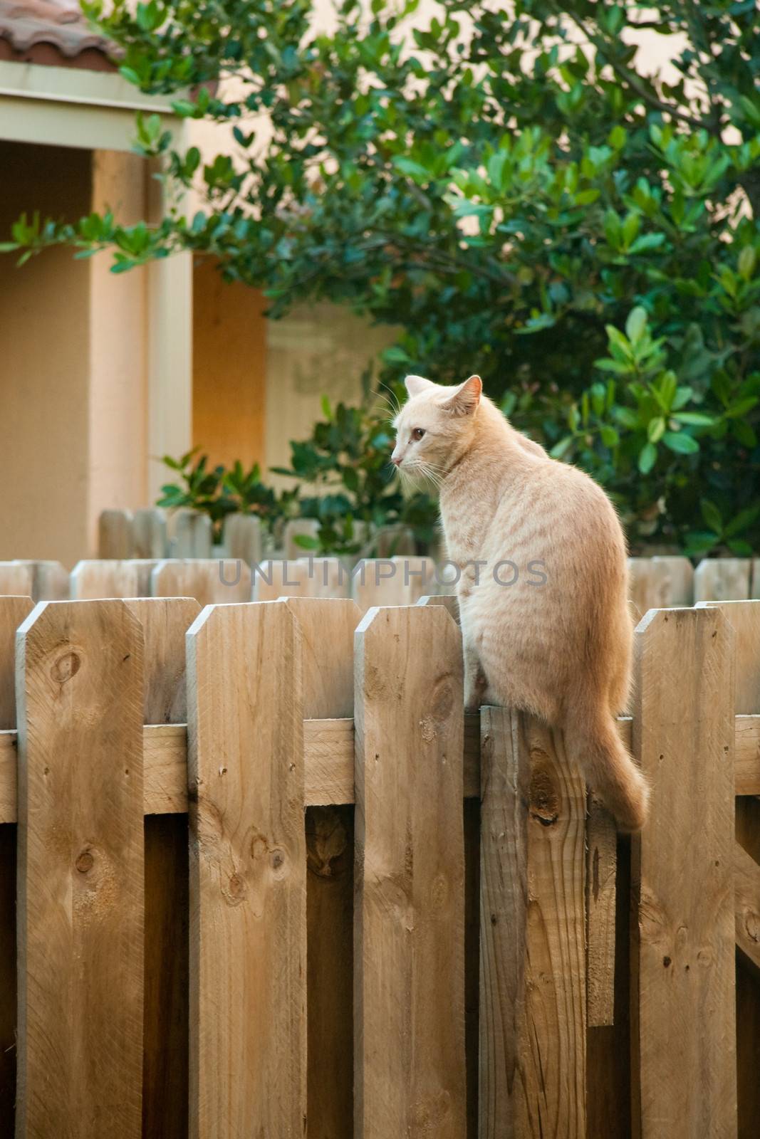 Cat sitting on a wooden fence