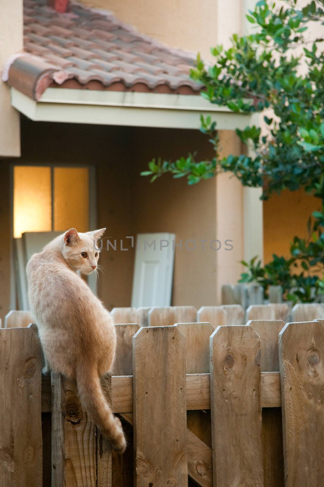 Cat on the fence by CelsoDiniz