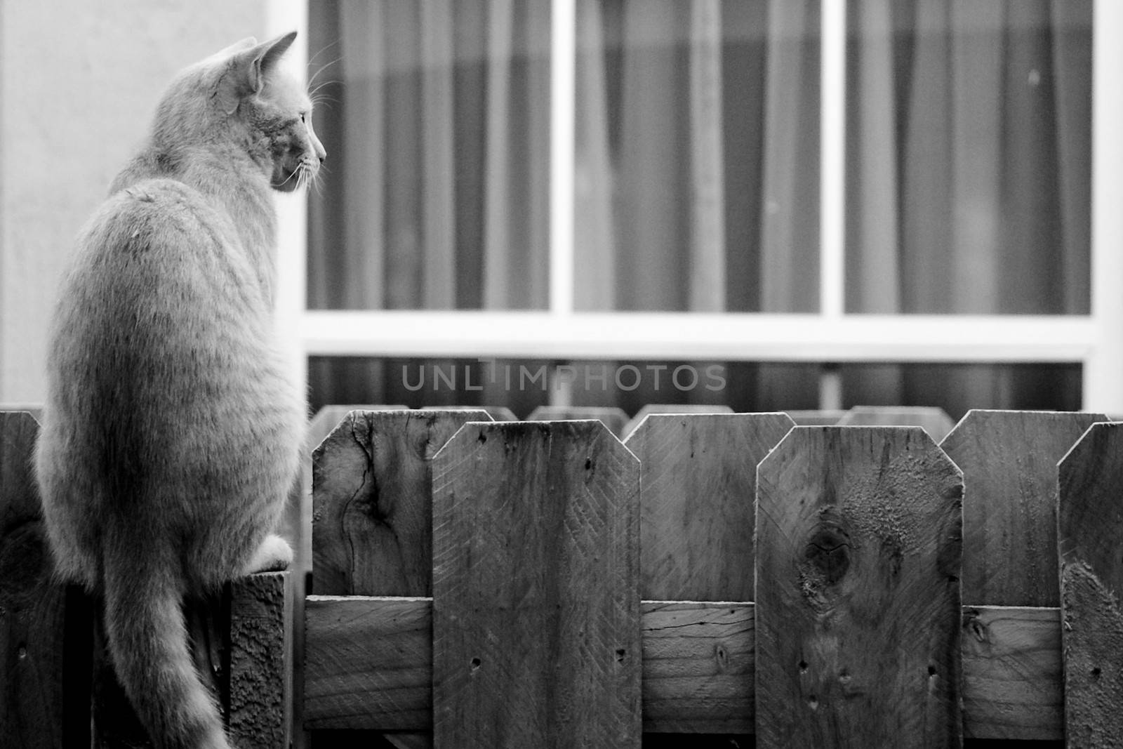 Cat on the fence by CelsoDiniz