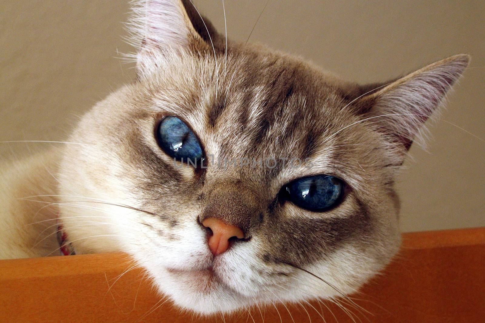 Portrait of cute cat with blue eyes.