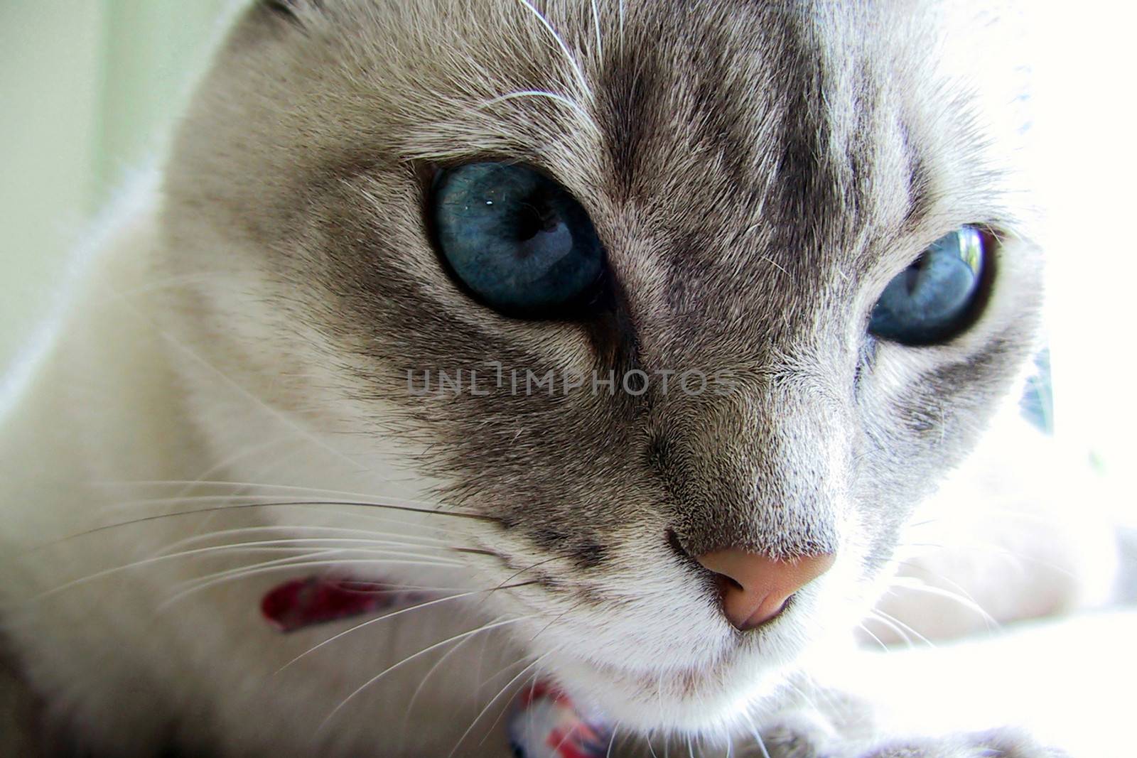 Cat with blue eyes by CelsoDiniz