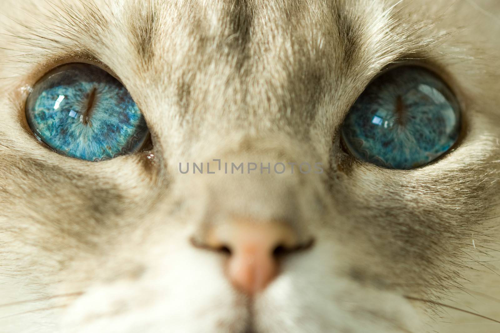 Close up beige cat with blue eyes, pink nose and white snout.