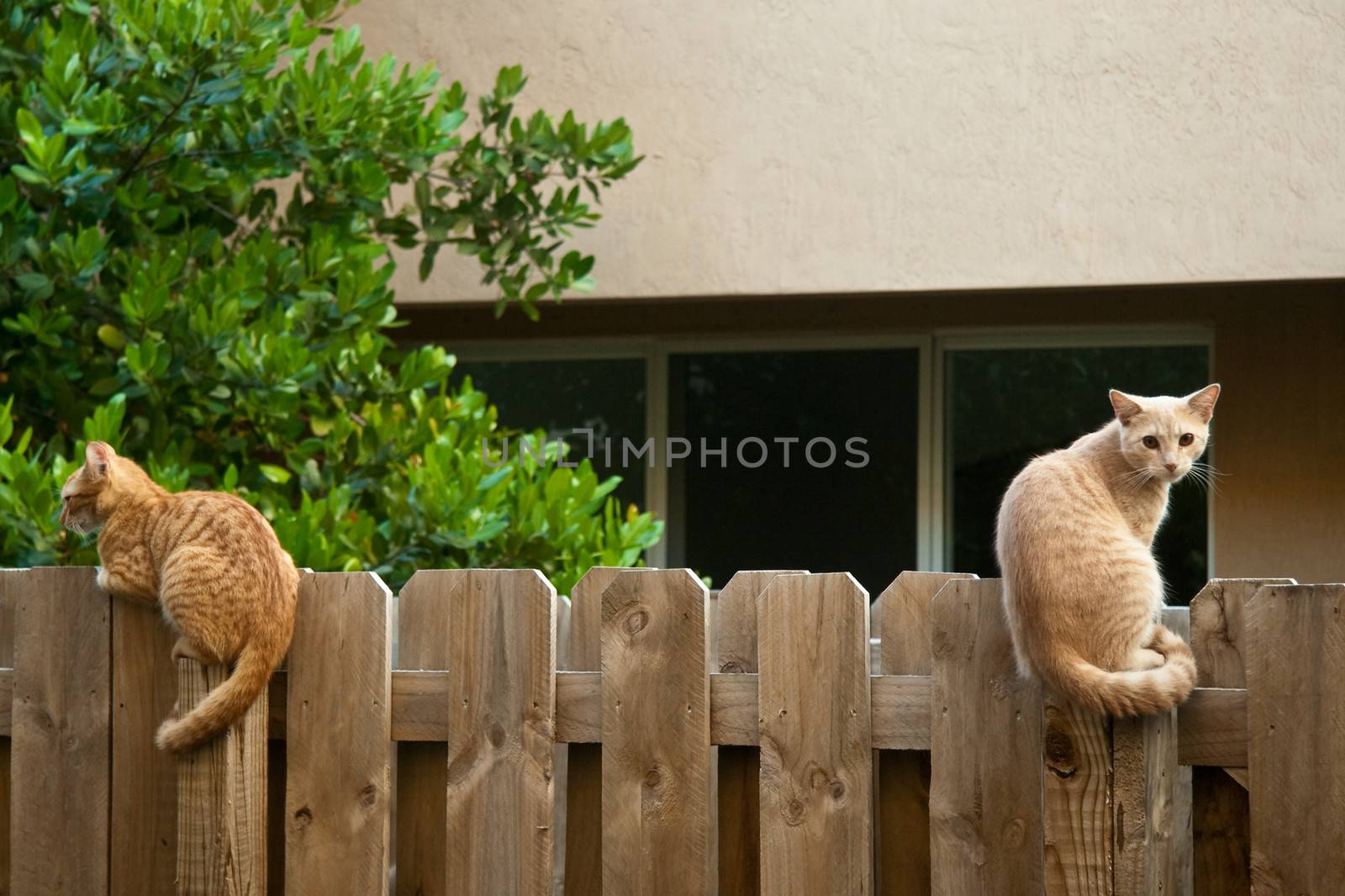 Two cats sitting on a wooden fence