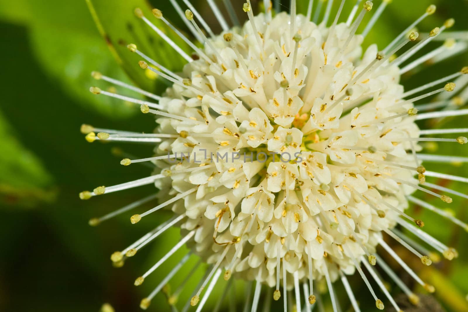 Cephalanthus occidentalis or a Buttonbush flower in Everglades, Florida.