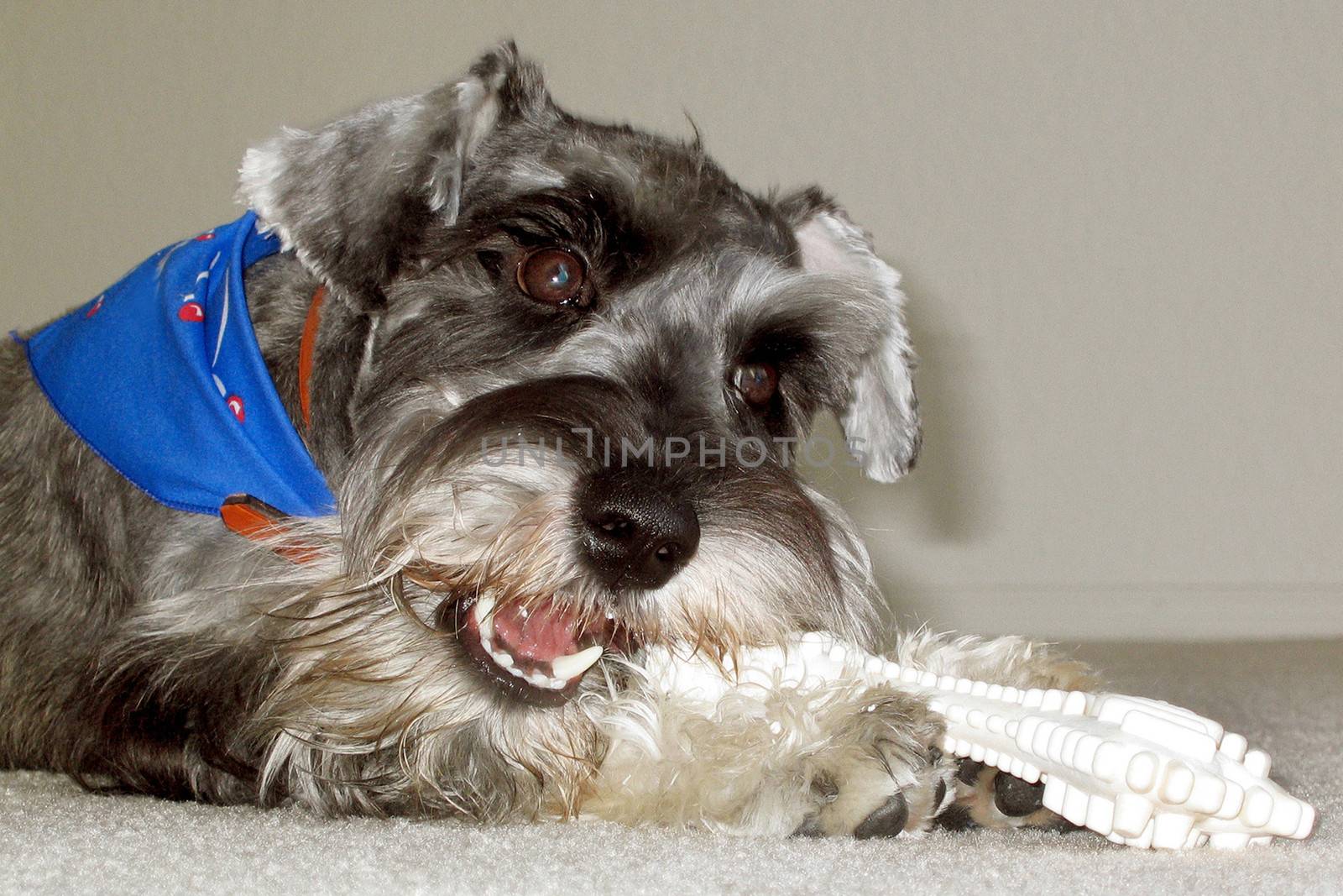 Little Schnauzer dog chewing his big white bone