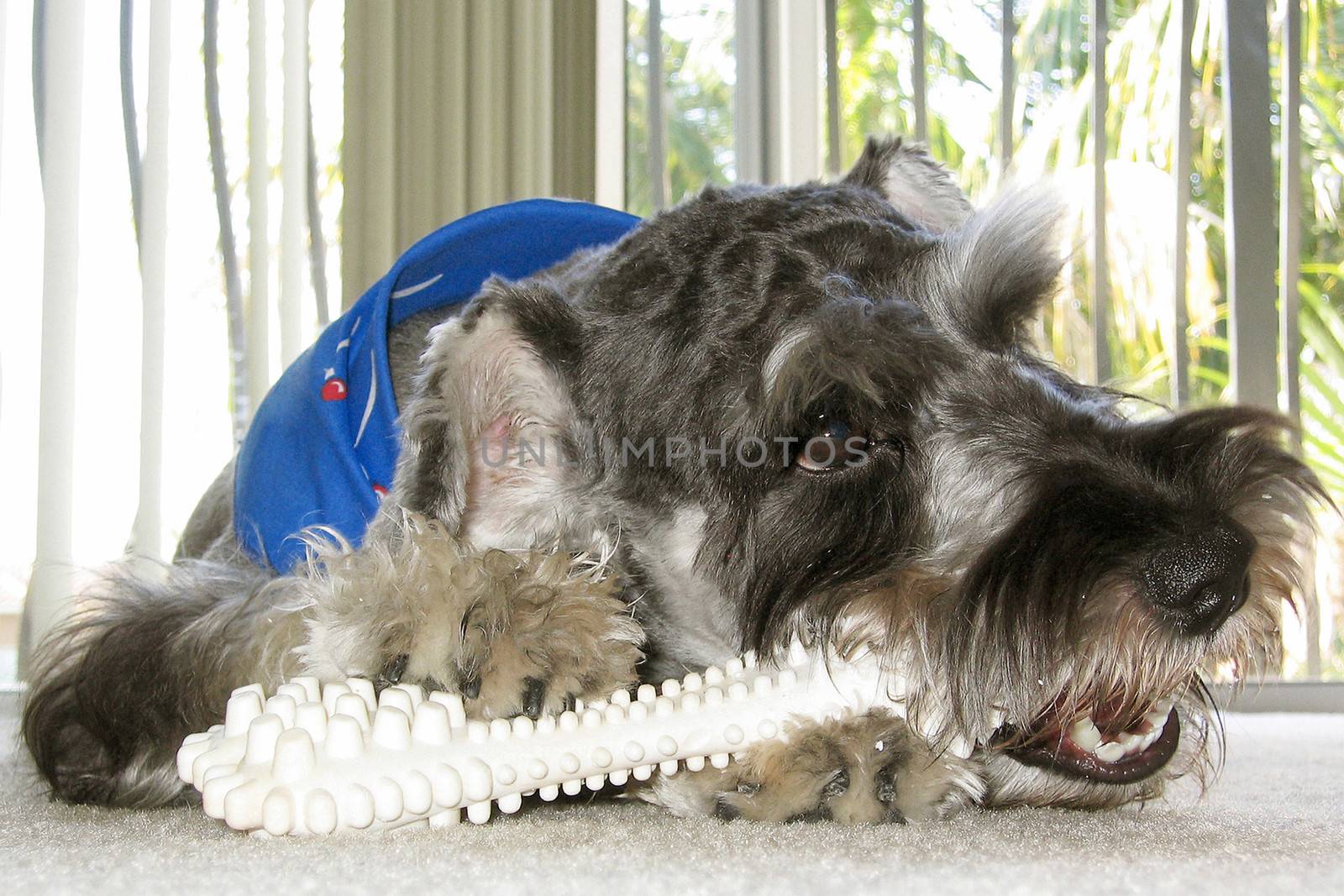 Schnauzer dog named Bingo chewing his big white bone