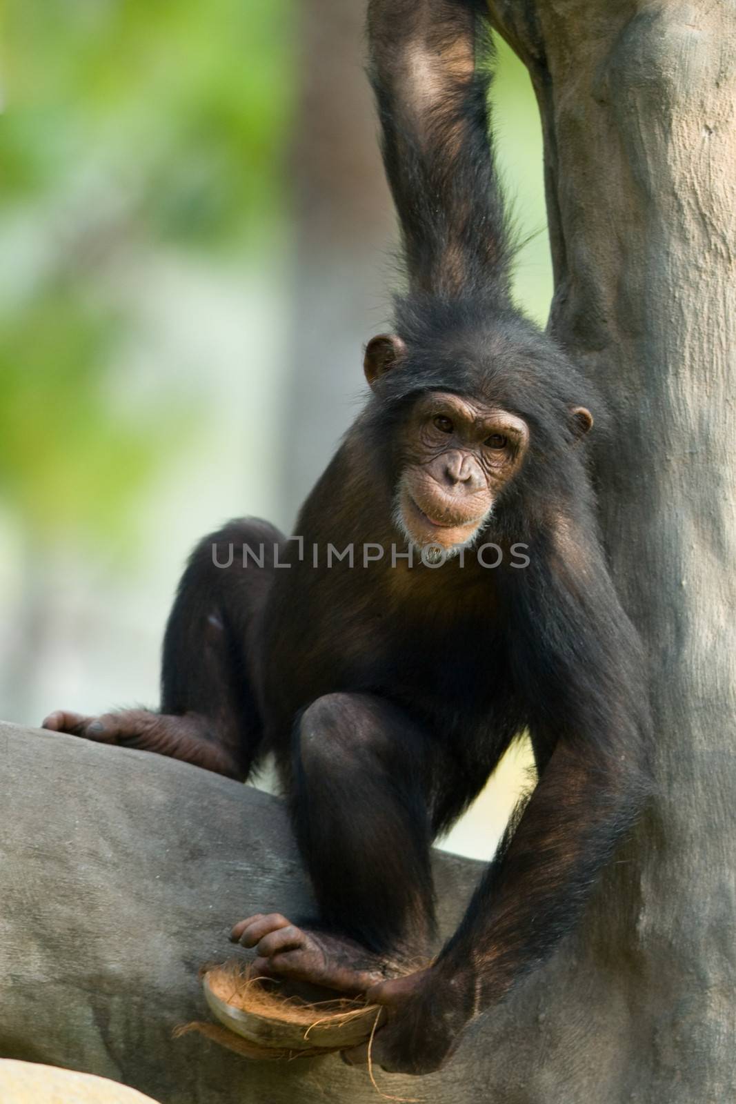 Chimpanzee in tree by CelsoDiniz