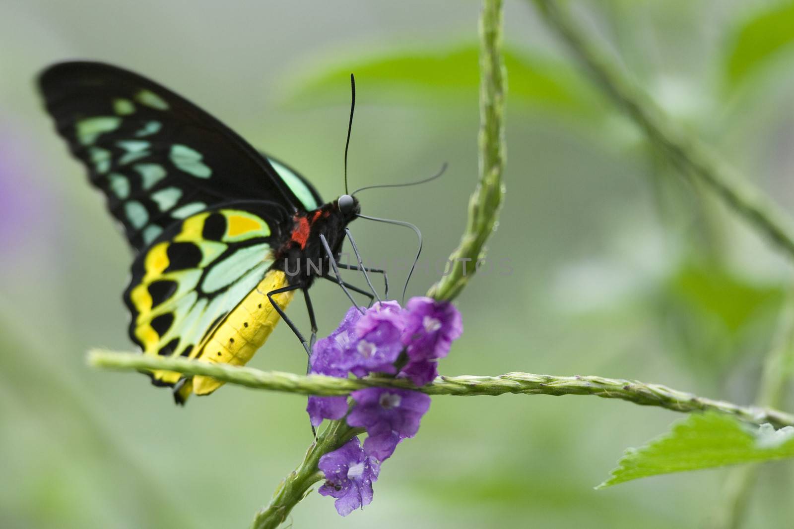 Side view of clipper butterfly on purple flower.