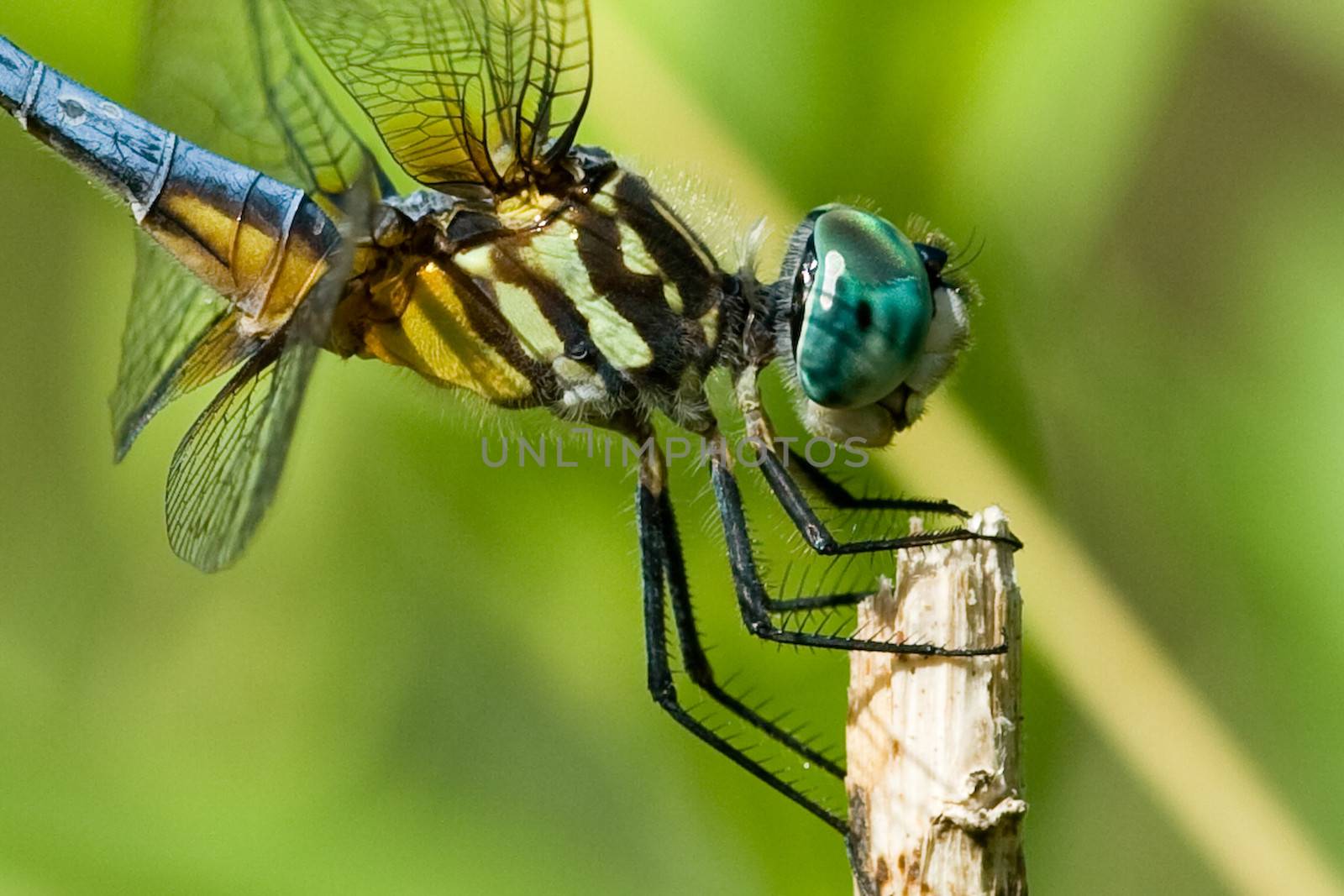 A close up of a blue dragonfly.