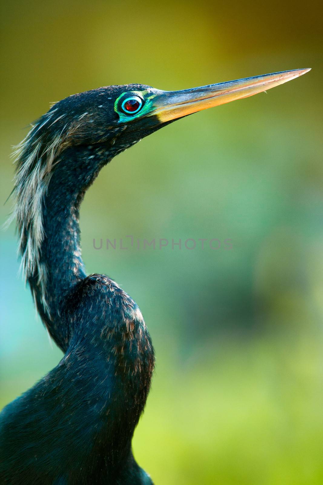 Close-up of a Anhinga by CelsoDiniz