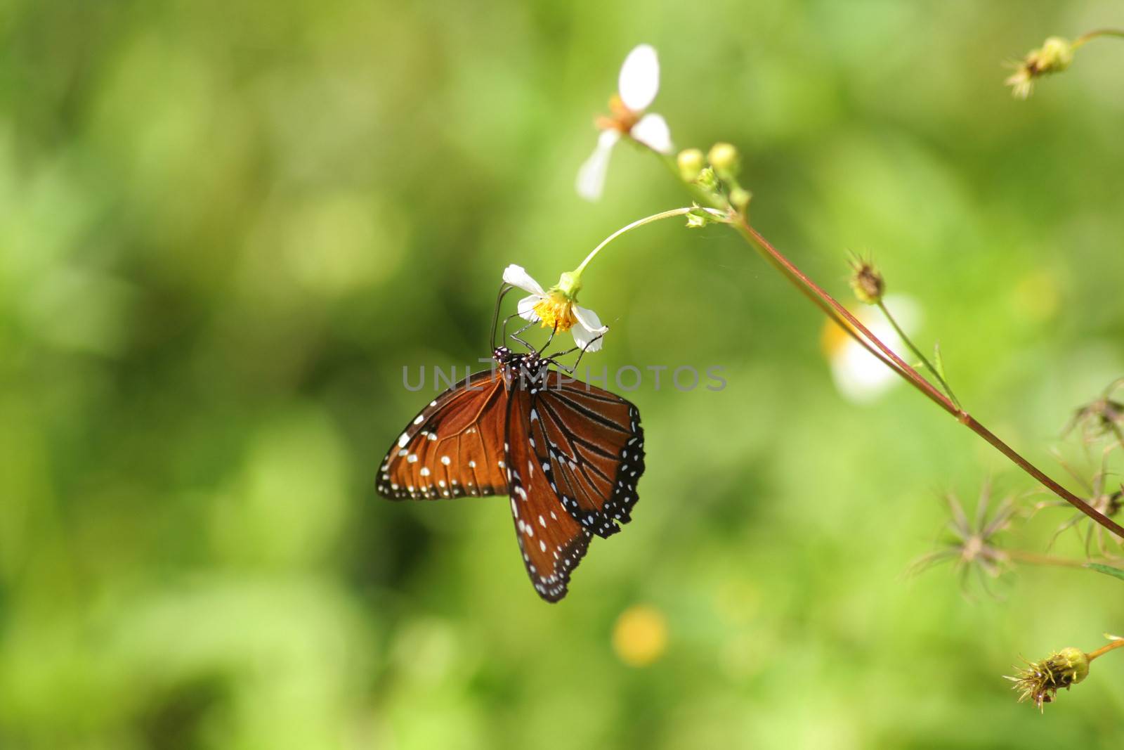 Brown butterfly pollinating flowers, Everglades National Park, Florida, USA