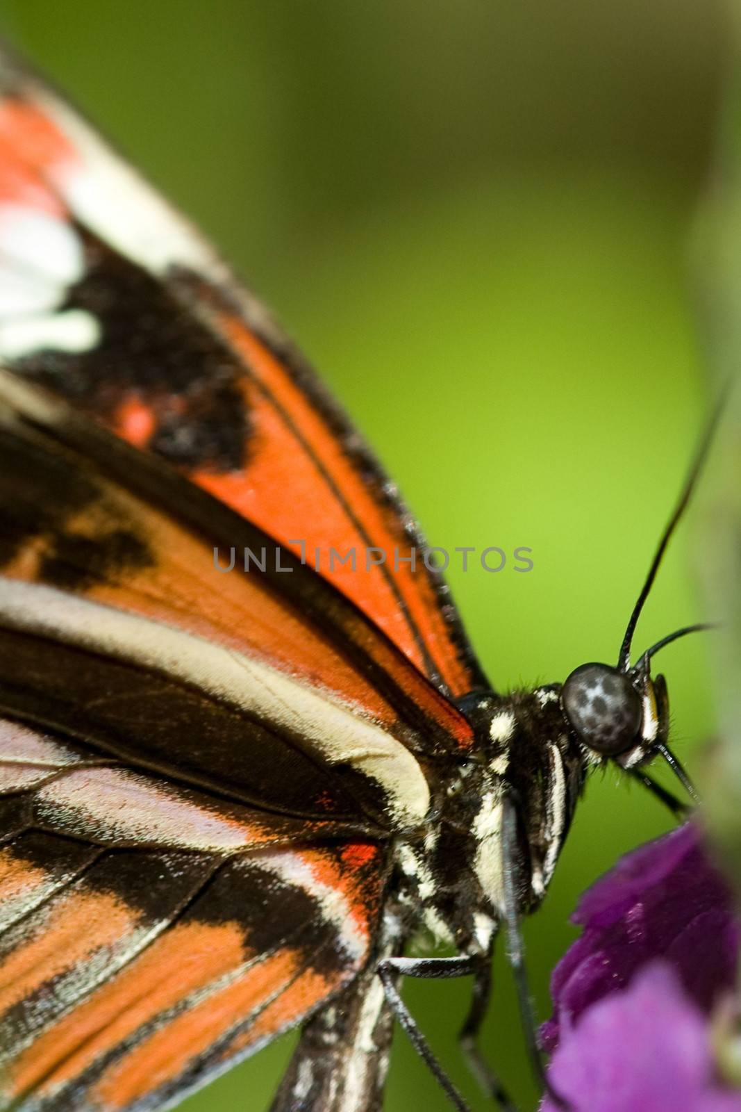 Close-up of a butterfly by CelsoDiniz