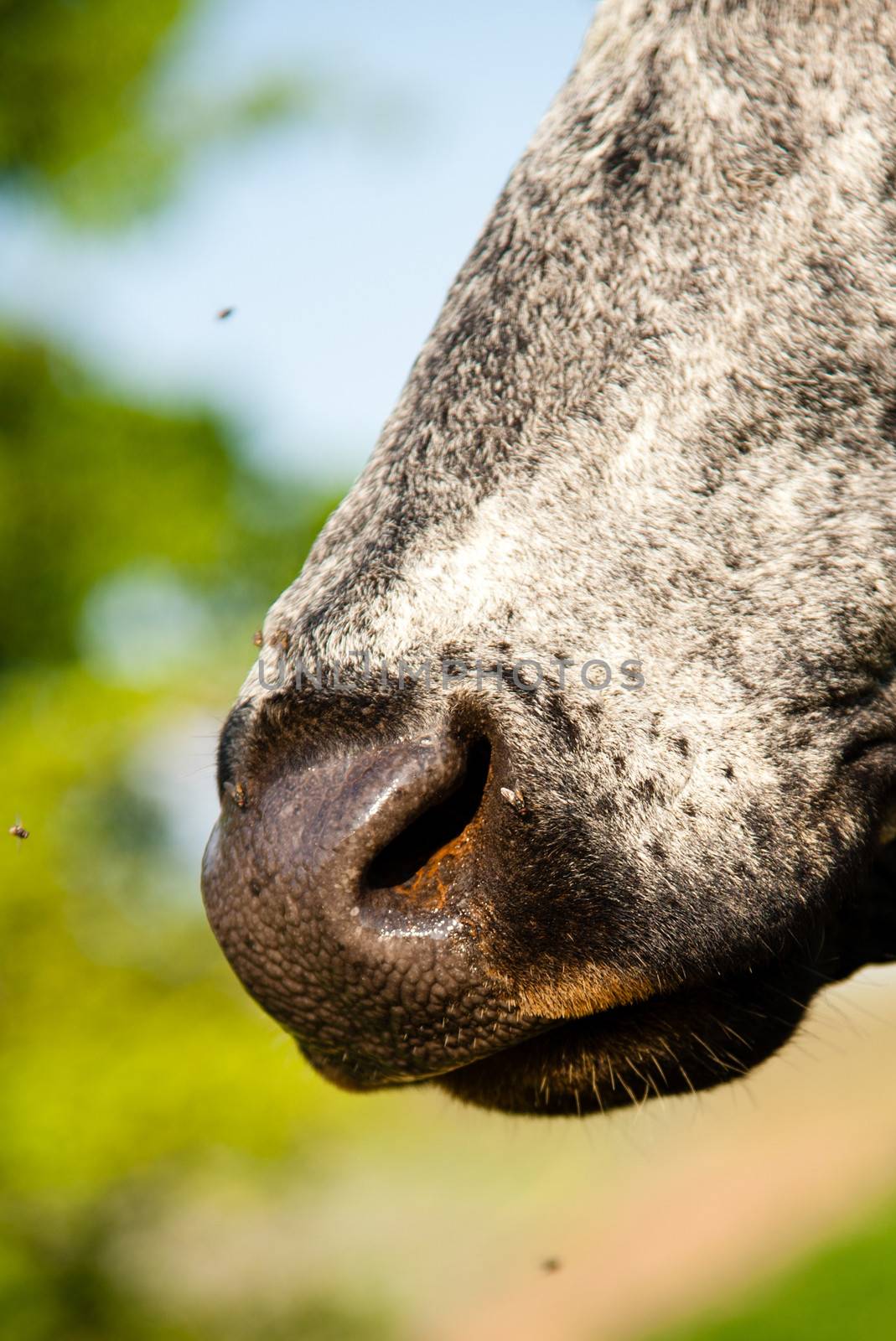 Close-up of a cow, Brazil