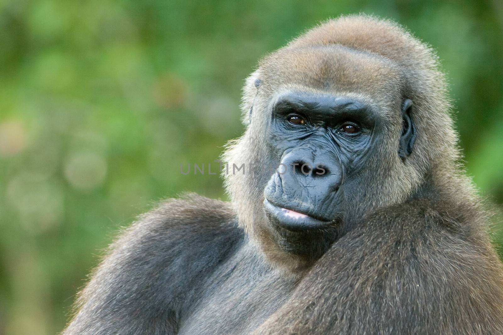 Close-up of a gorilla, Miami, Florida, USA