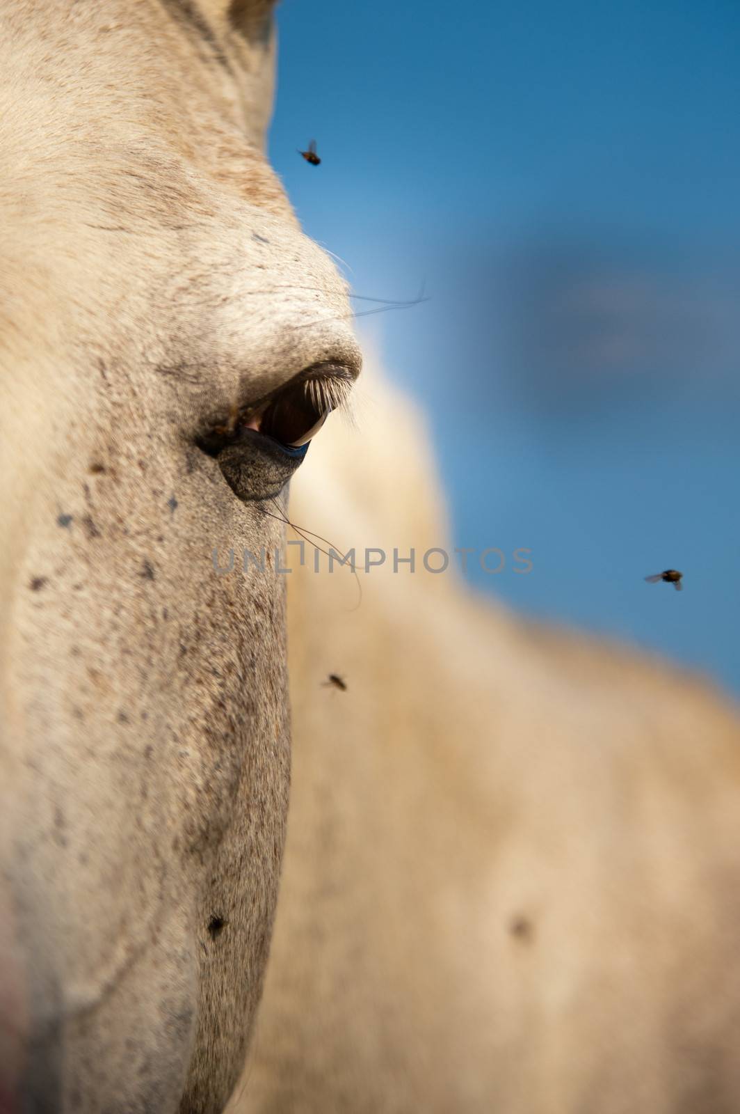 Close-up of a horse by CelsoDiniz