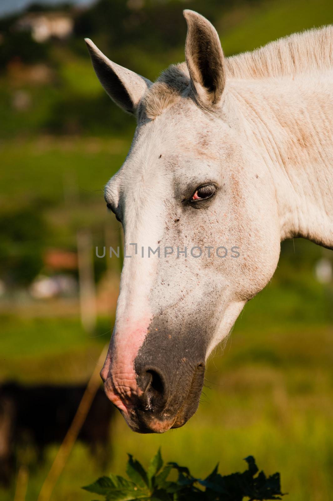 Close-up of a horse, Brazil