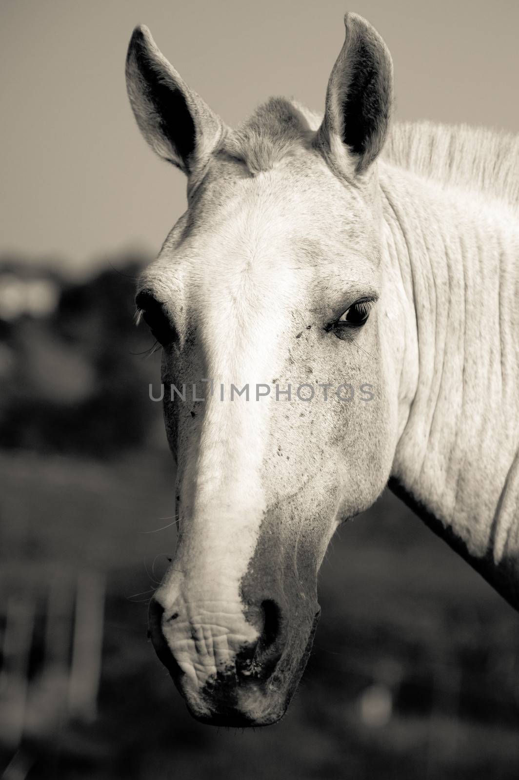 Close-up of a horse, Brazil