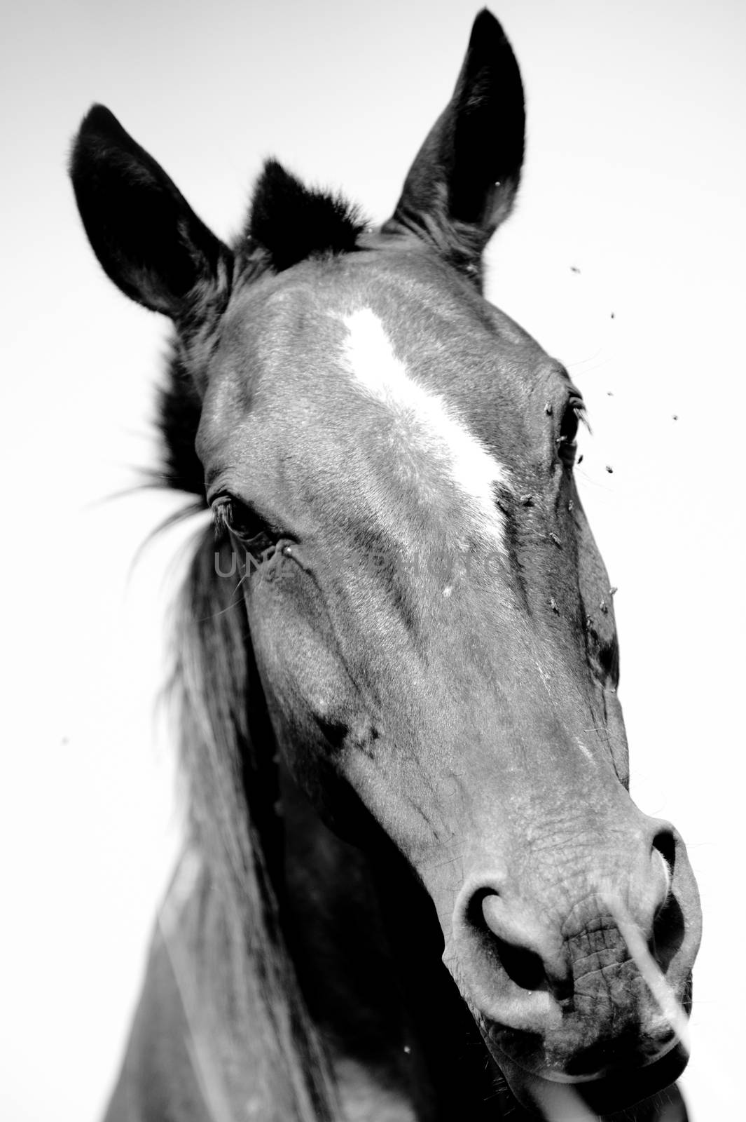 Close-up of a horse, Brazil