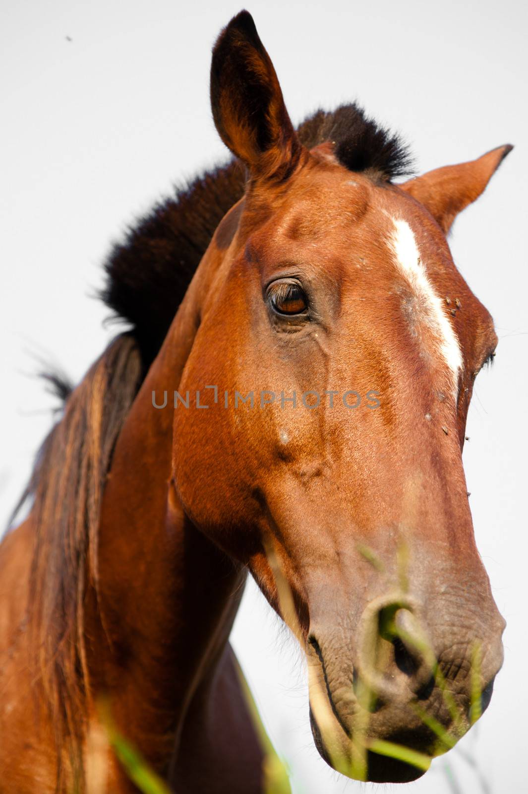 Close-up of a horse, Brazil