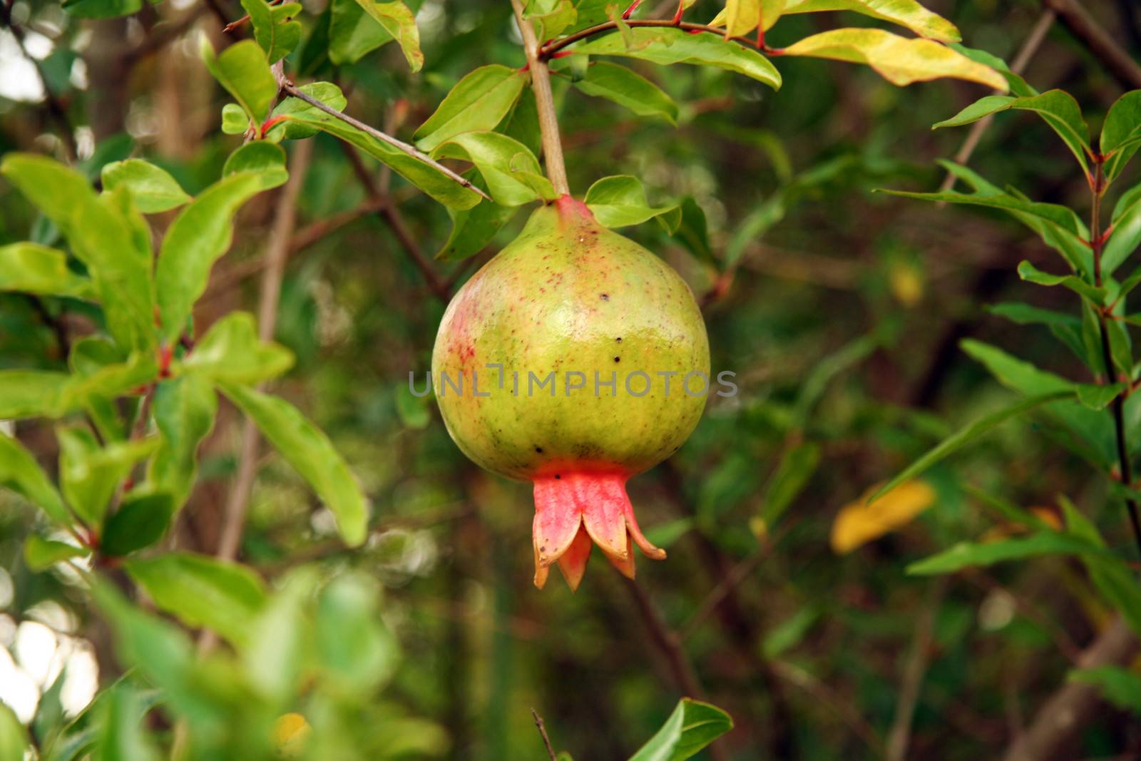 Close-up of a pomegranate growing on a tree, Brazil