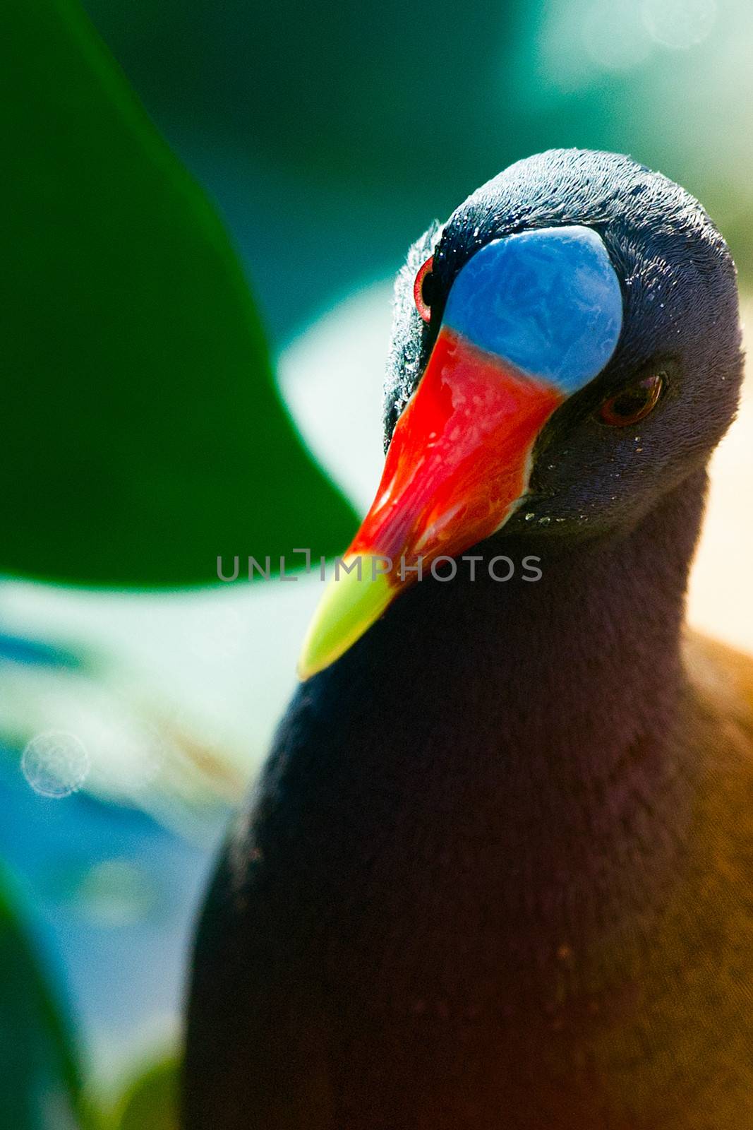 Close-up of an American Purple Gallinule (Porphyrio martinica), Shark Valley, Everglades, Florida, USA