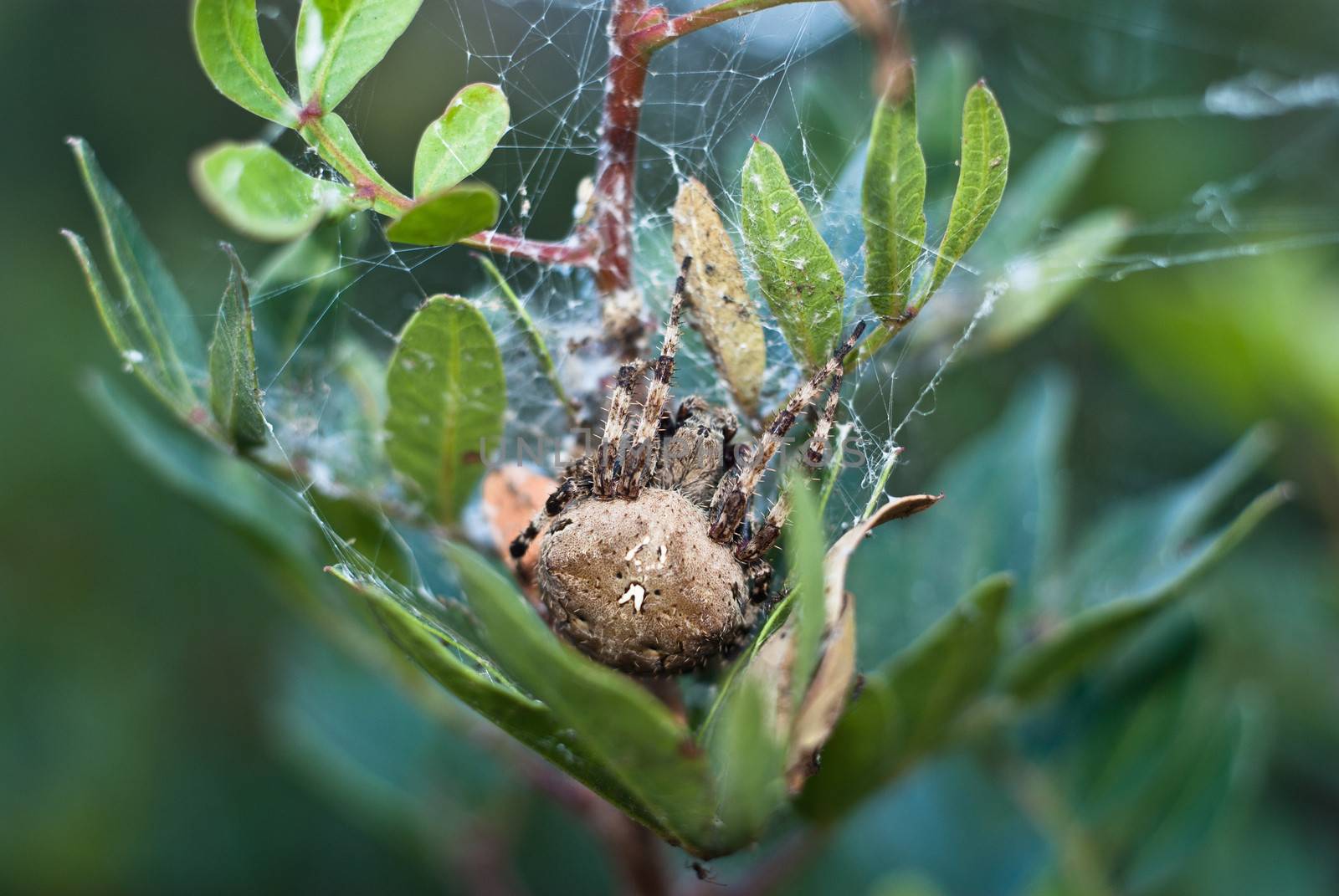 Big Spider by gandolfocannatella